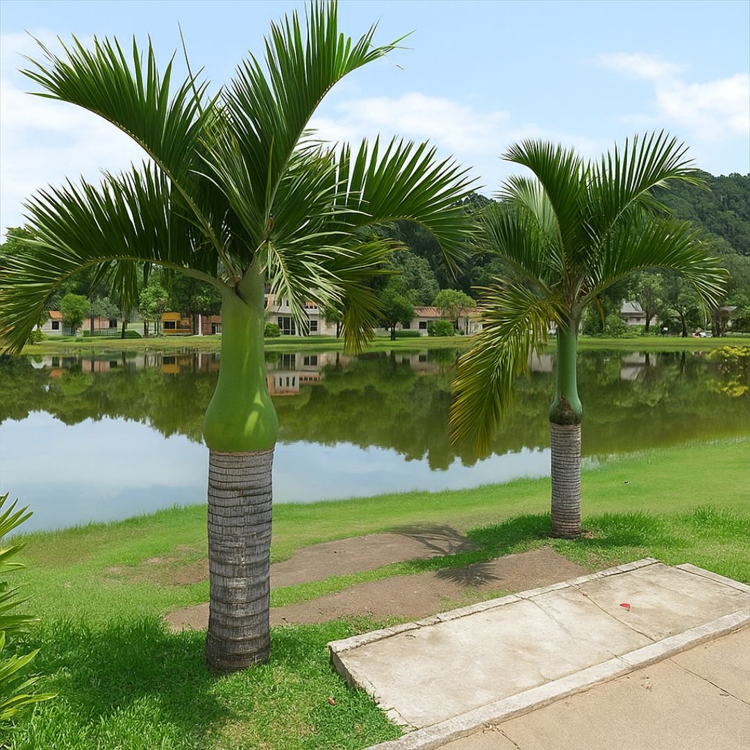 muda de palmeira parafuso com visual escultural