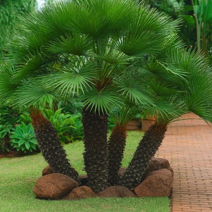Pé de Chamerops Humilis Verde