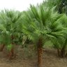Muda de Chamerops Humilis Verde