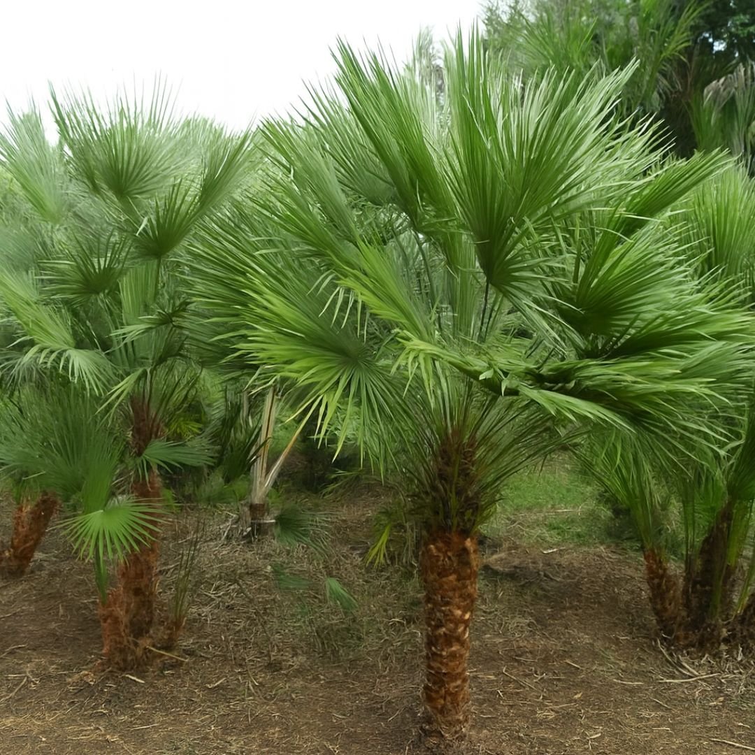 muda de Chamaerops humilis para jardim ornamental