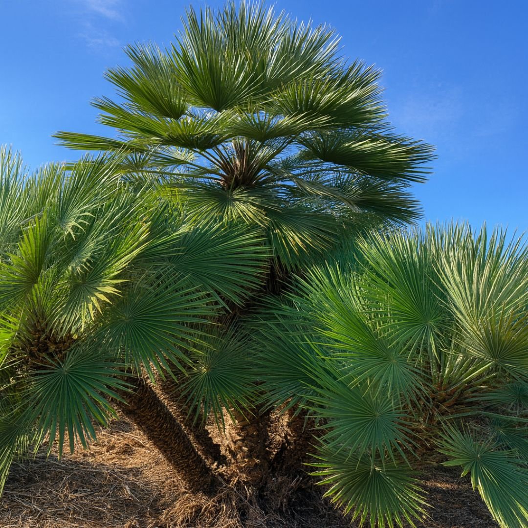 Pé de Chamaerops humilis com folhas em formato de leque pé de Chamaerops humilis com folhas em leque