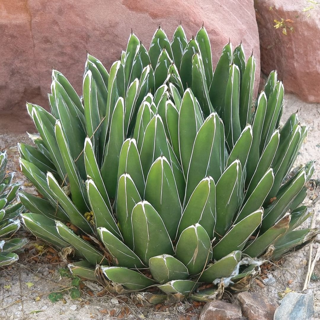 p&eacute; de agave reginae com visual moderno