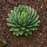 Muda de Agave Reginae Muda de Agave Reginae