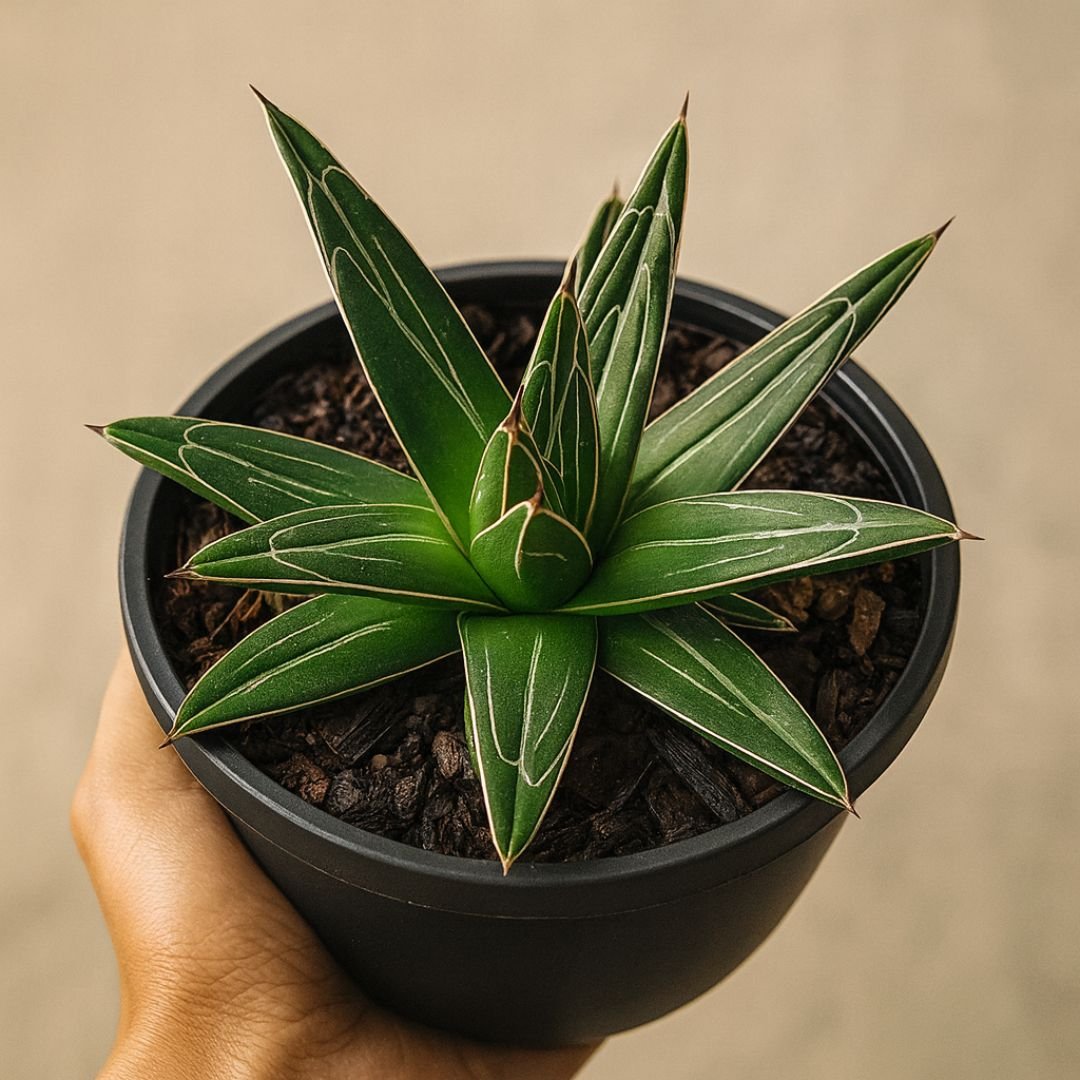 muda de agave reginae para jardim seco