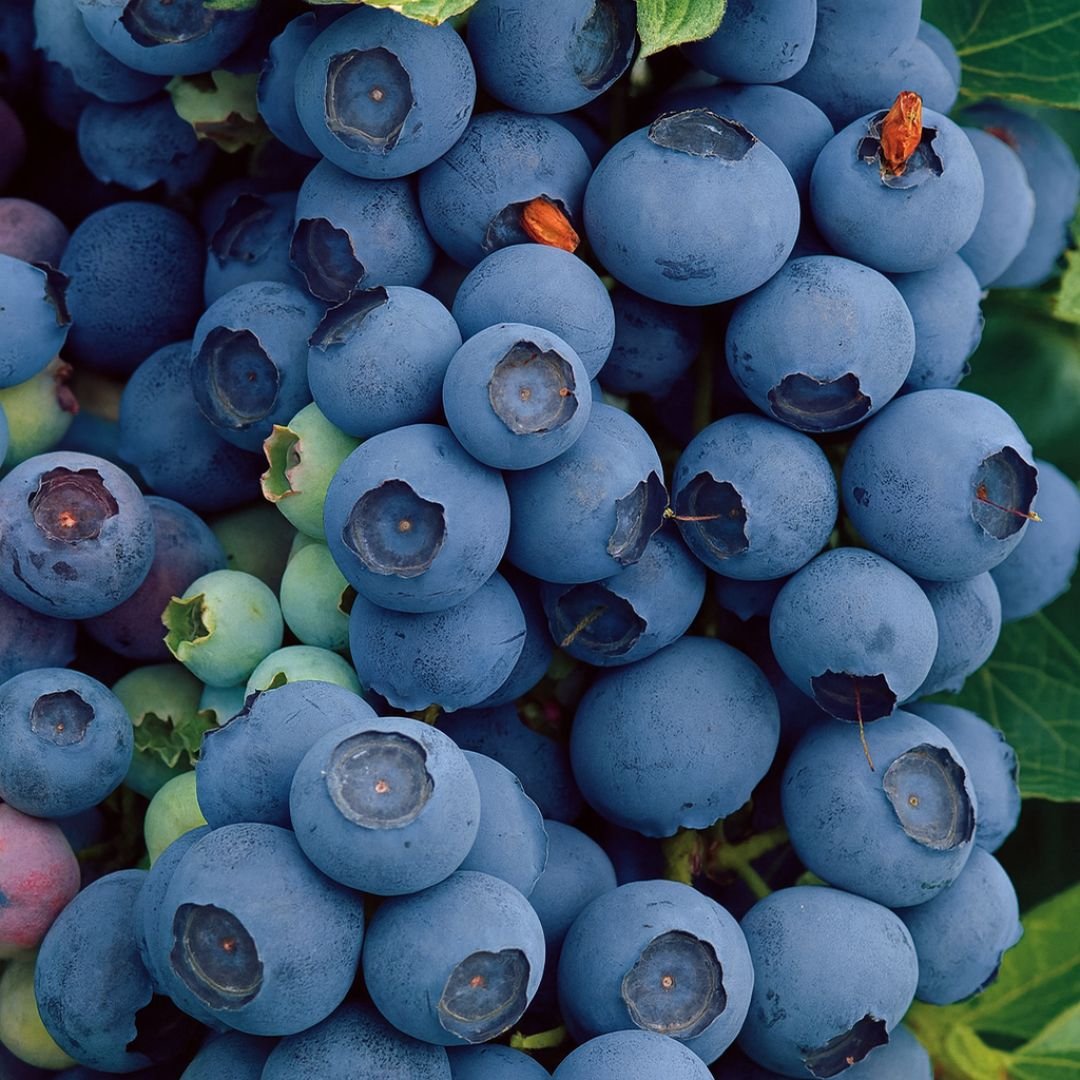 p&eacute; de mirtilo Bluecrop com frutos grandes