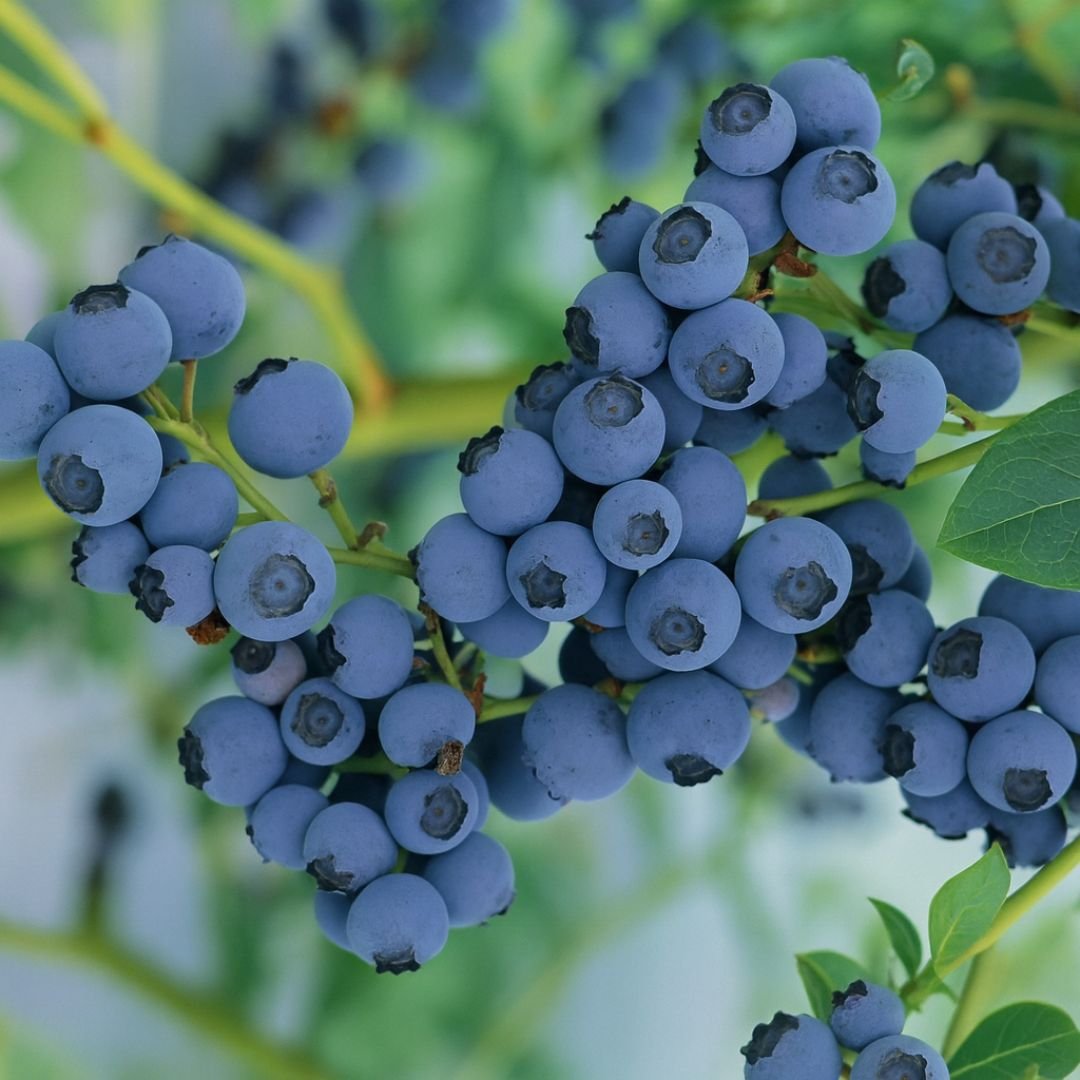 mirtilo Bluecrop ideal para vaso ou quintal