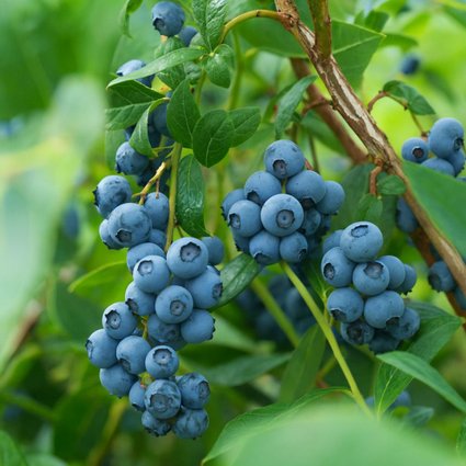 Pé de Mirtilo Bluecrop