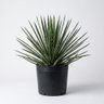 Agave Palito
