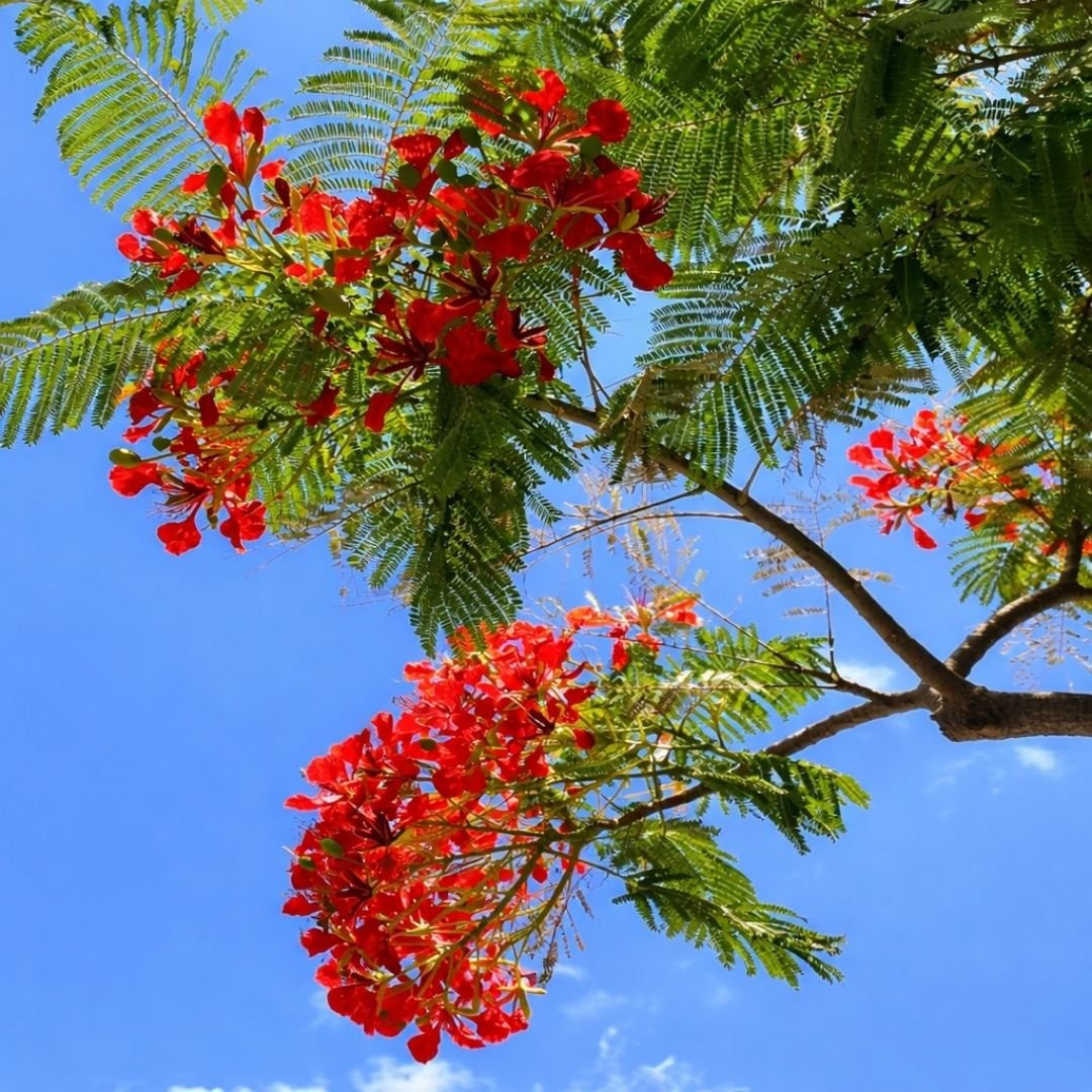 p&eacute; de flamboyant com copa ampla e impacto visual no jardim