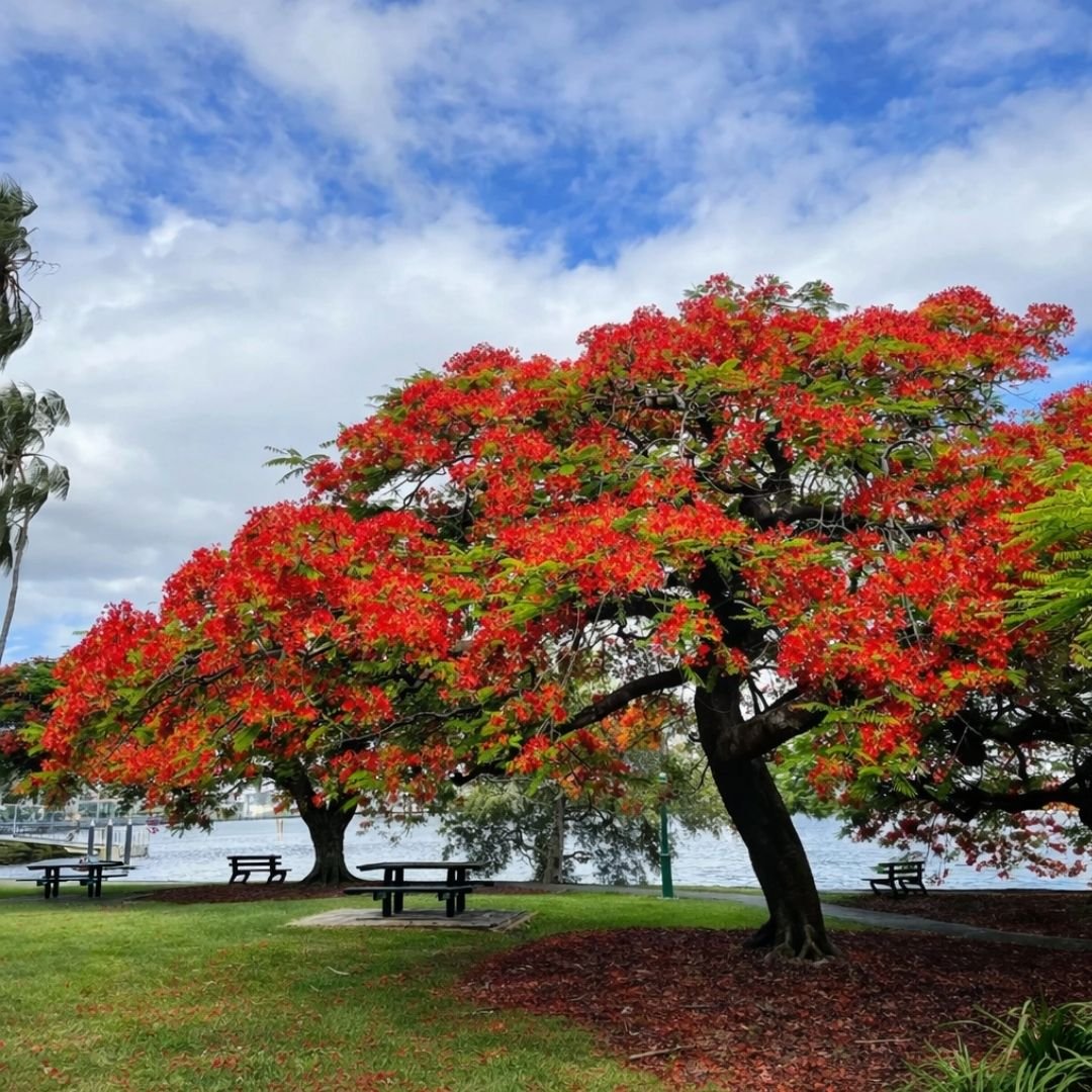 muda de flamboyant para jardim com flores vibrantes