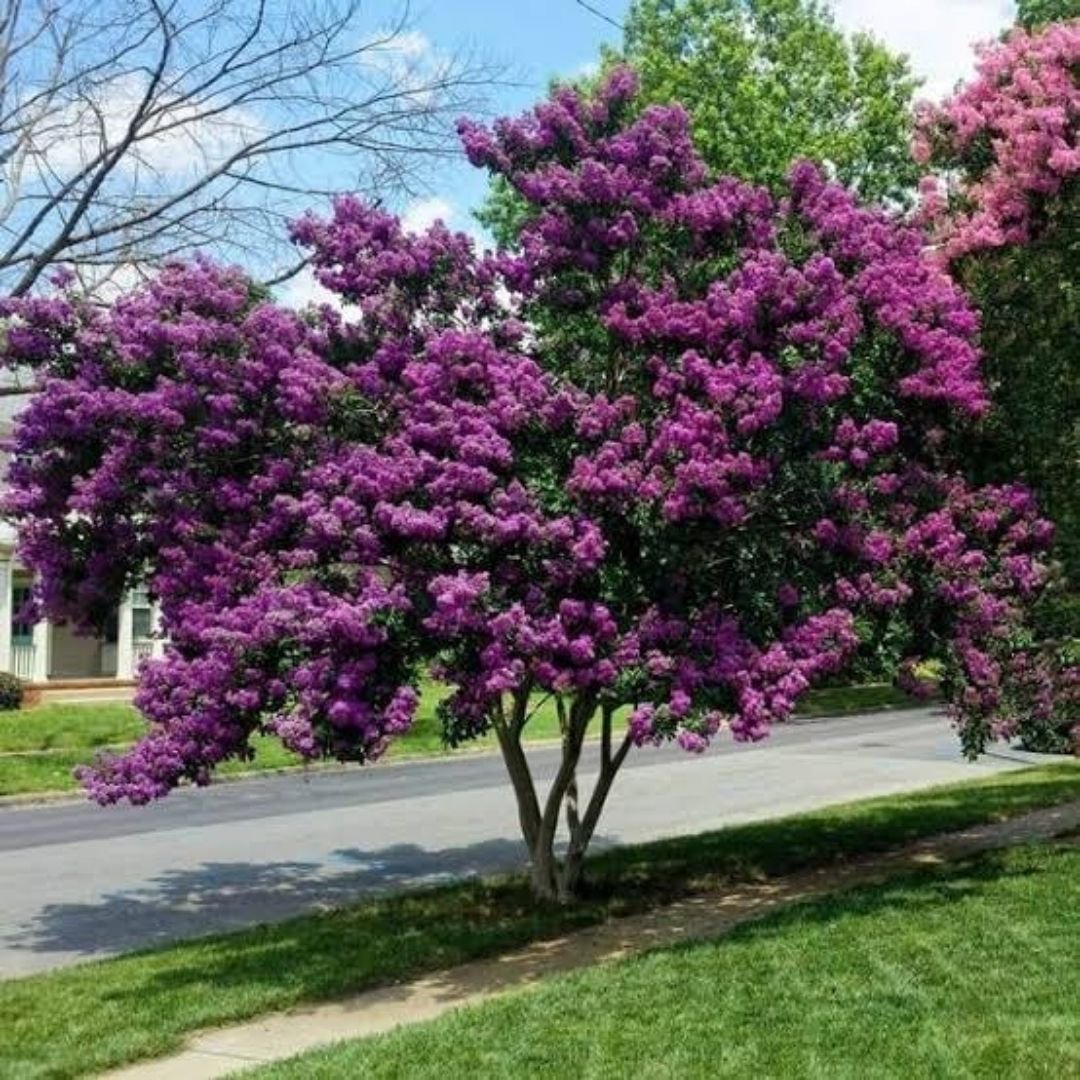 planta de extremosa ideal para jardim ornamental