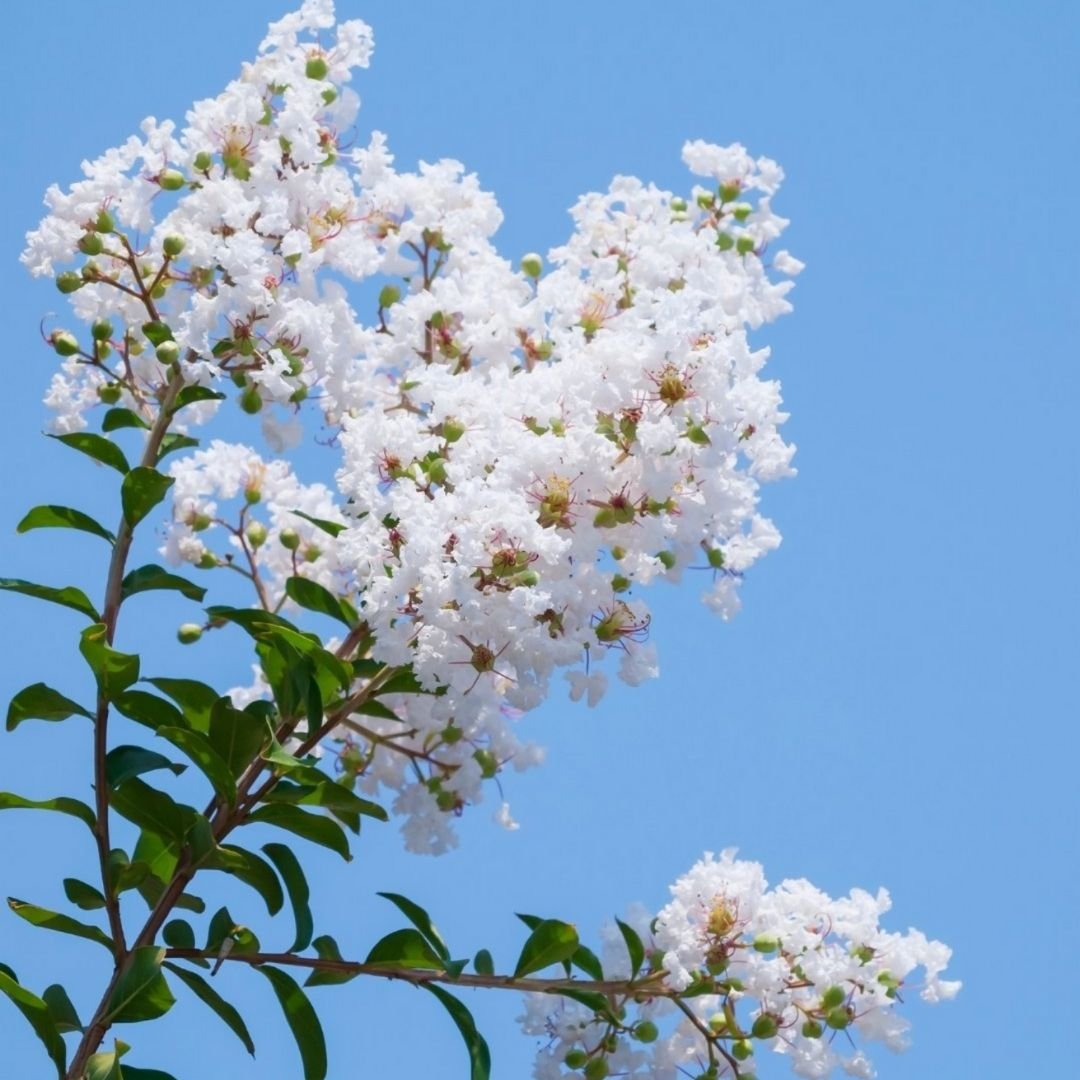 muda de extremosa com flores coloridas