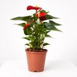 muda de ant&uacute;rio com ra&iacute;zes fortes para vaso