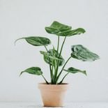 muda de alocasia com ra&iacute;zes fortes para cultivo em vaso