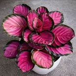 muda de calathea rosa com ra&iacute;zes fortes para vaso