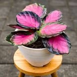 p&eacute; de calathea rosa que aumenta a umidade do ar