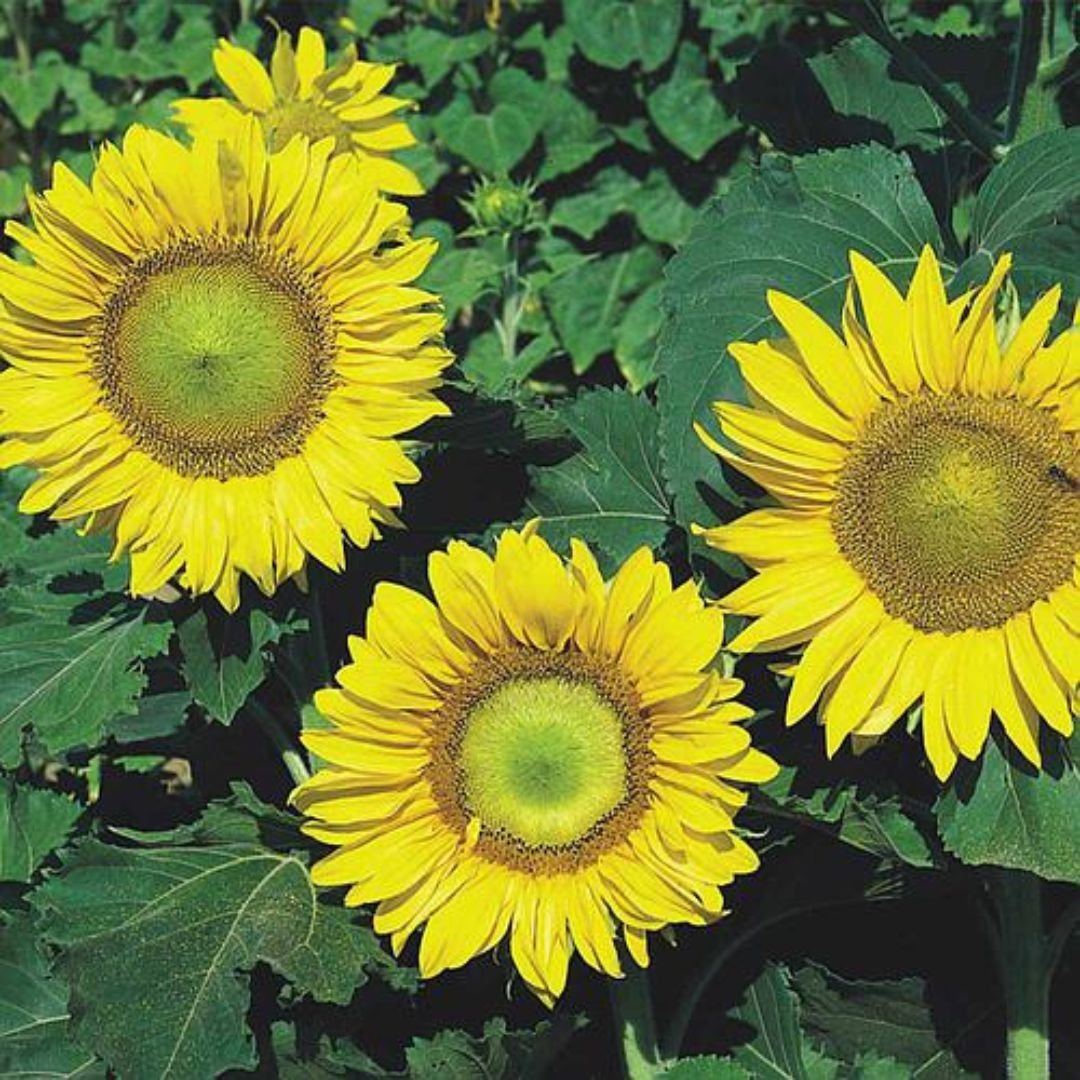 semente de girassol an&atilde;o para jardim que atrai polinizadores
