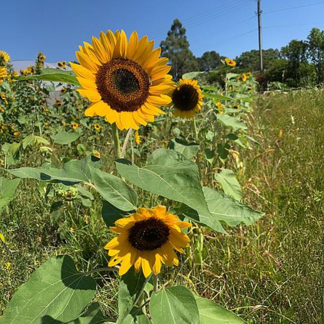 p&eacute; de girassol an&atilde;o florido atraindo abelhas