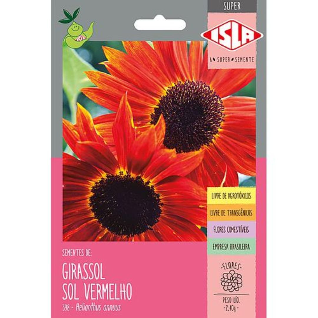 planta de girassol sol vermelho ideal para vaso e quintal