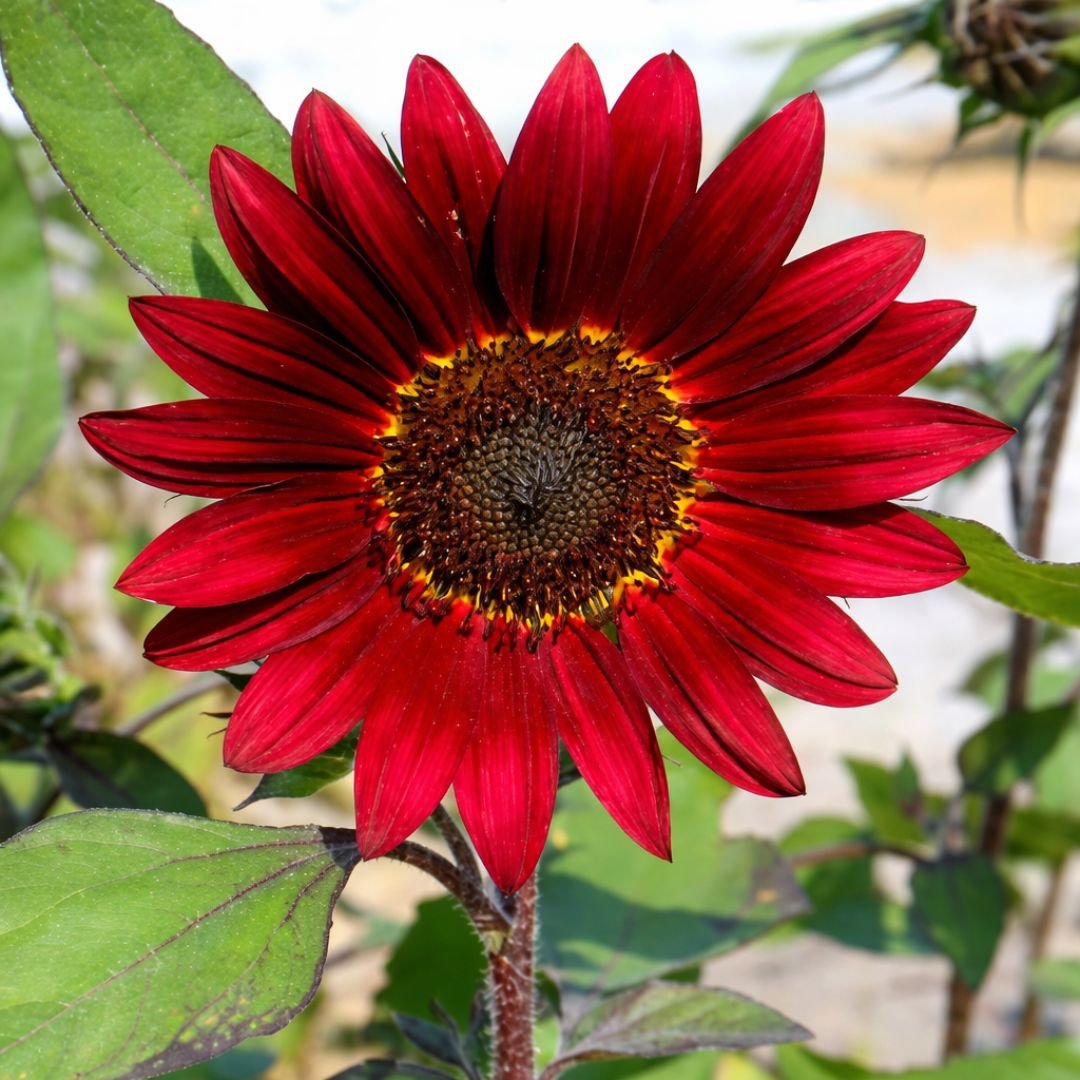 p&eacute; de girassol sol vermelho alto com flores vermelhas ornamentais