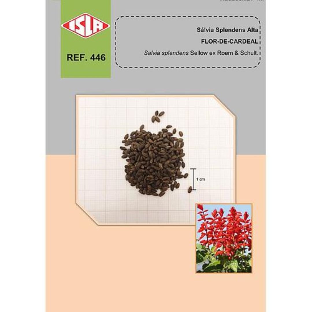 maci&ccedil;o de s&aacute;lvia splendens alta com flores vermelhas em bordadura de jardim