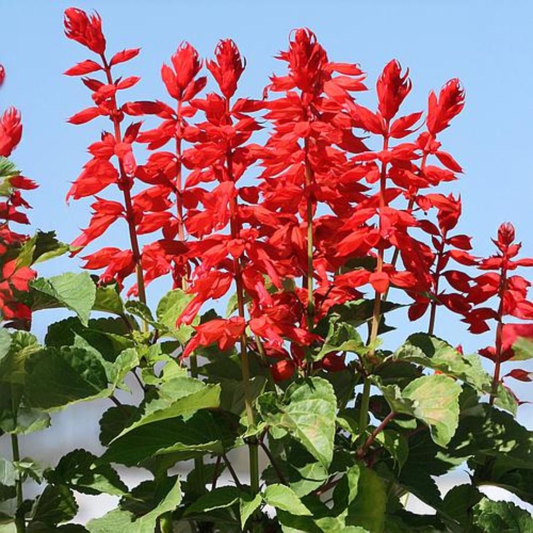 p&eacute; de s&aacute;lvia flor-de-cardeal alta em vaso com flores vermelhas