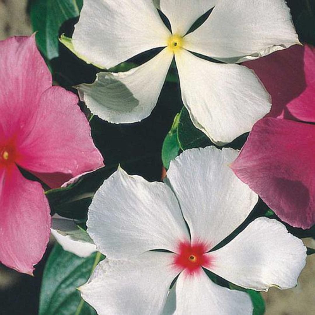 muda de vinca sortida boa-noite em fase inicial de crescimento