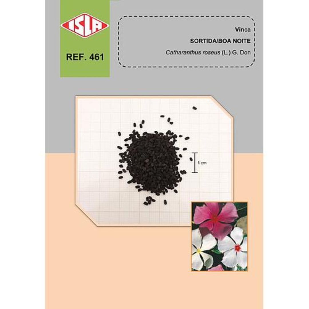 planta de vinca sortida boa-noite ideal para vaso e jardineira