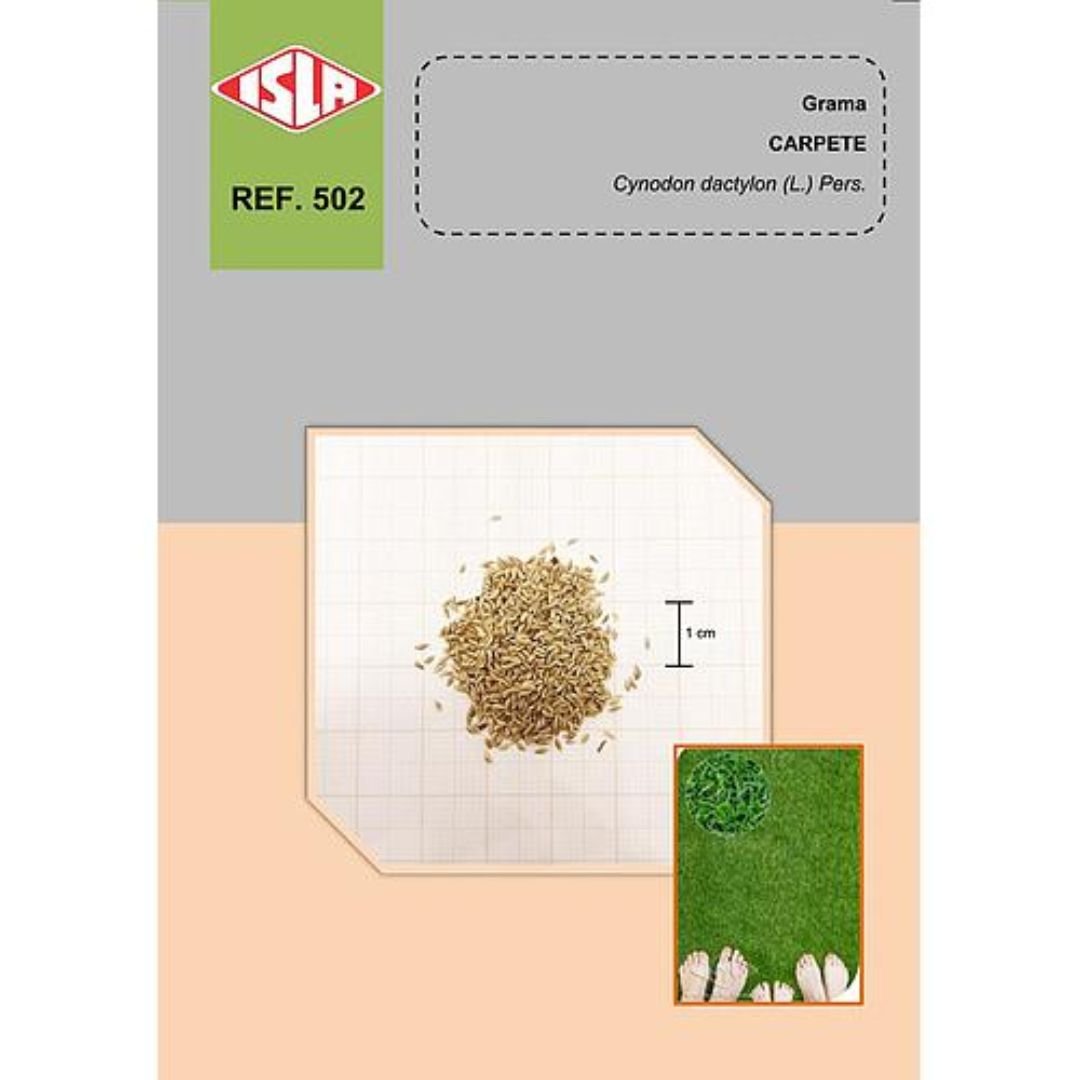 semente de grama folha fina carpete aplicada no solo sem compactar