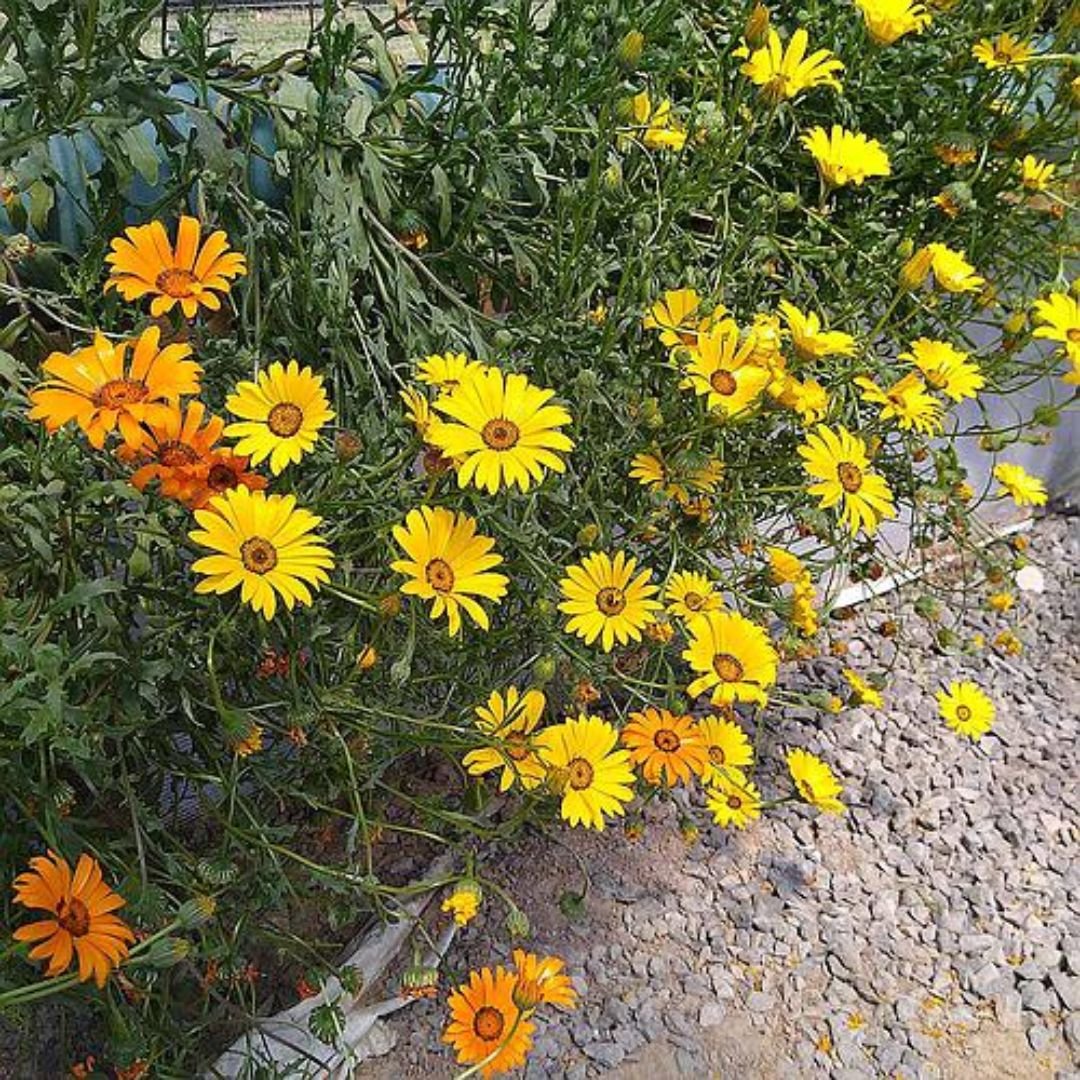 semente de dimorfoteca margarida africana sortida sendo semeada em substrato leve