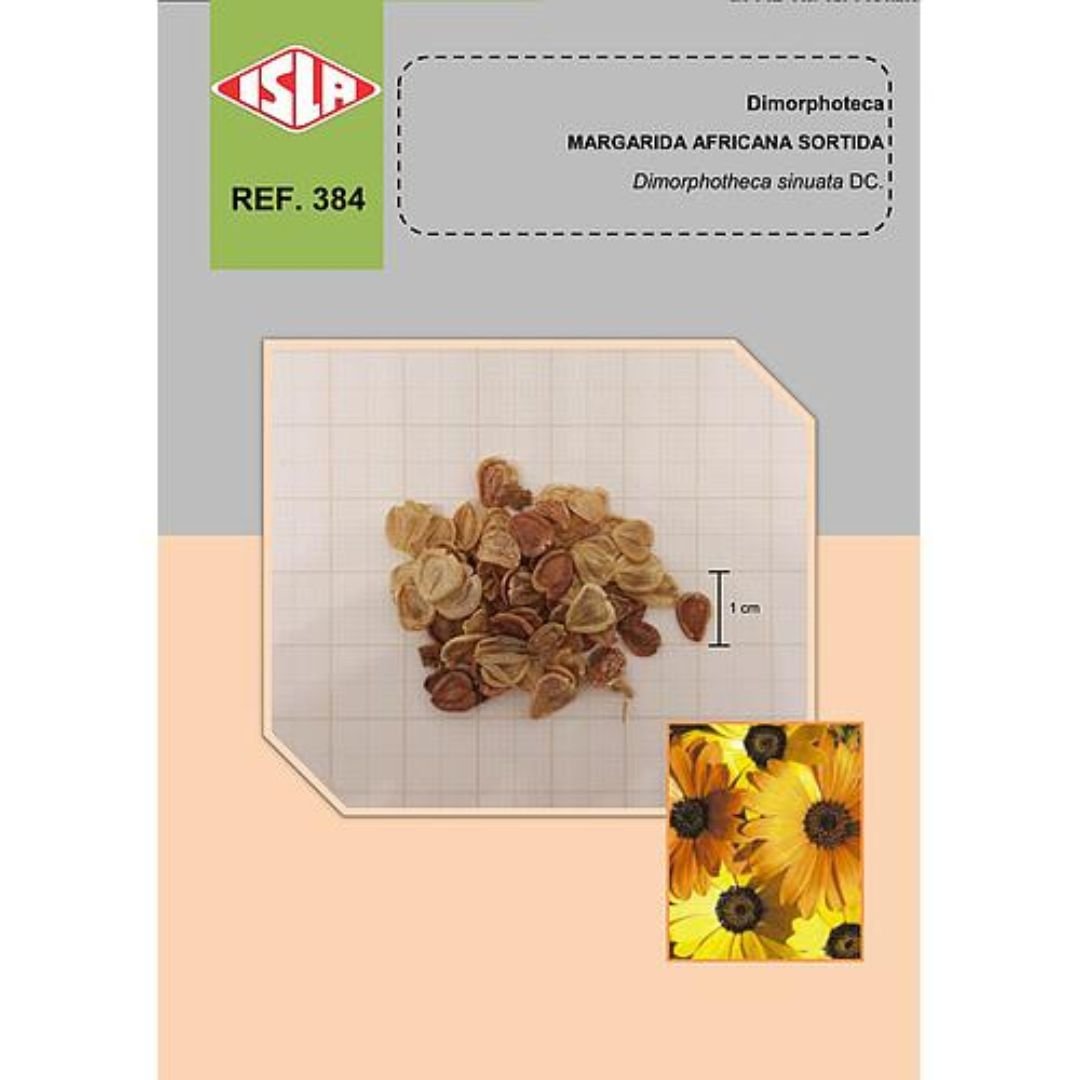 planta de dimorfoteca margarida africana sortida em vaso decorando &aacute;rea externa