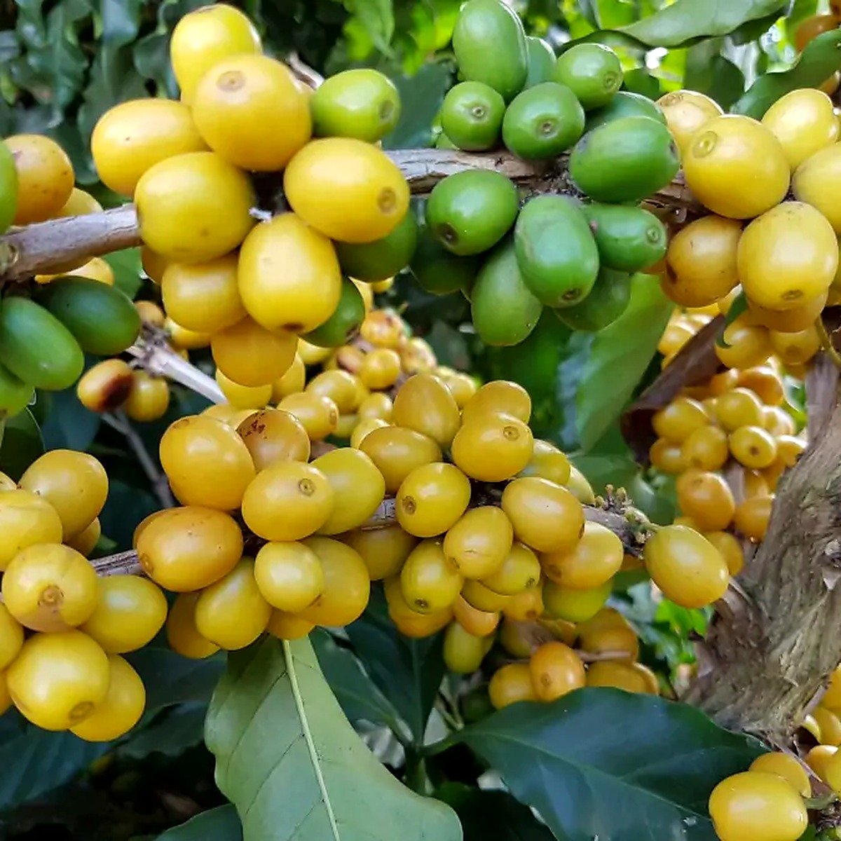 Muda de Café Arábica Amarelo