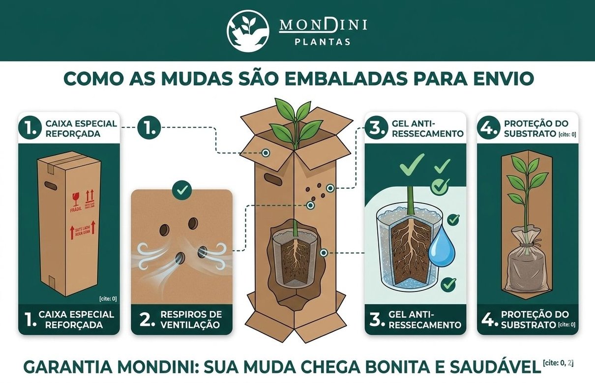 Como as mudas Mondini s&atilde;o enviadas