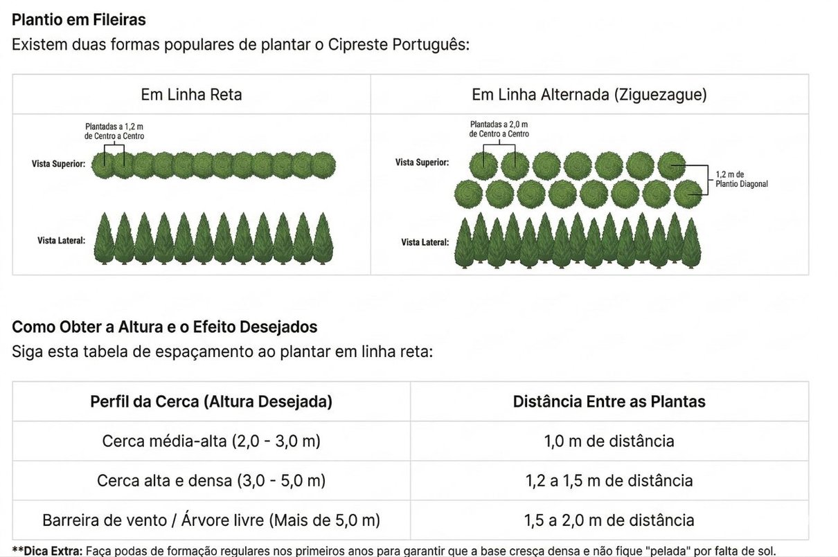 Espaçamento Ideal Cipreste Português