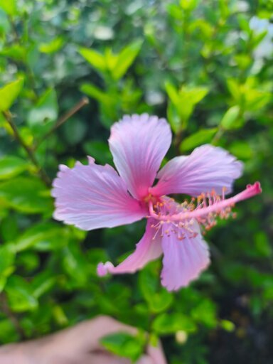 Muda de Hibisco Ornamental Pink (Hibiscus rosa-sinensis) Legítima