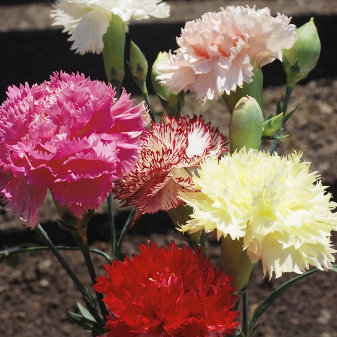 flor cravo chabaud gigante dobrado ideal para canteiros bordaduras e corte