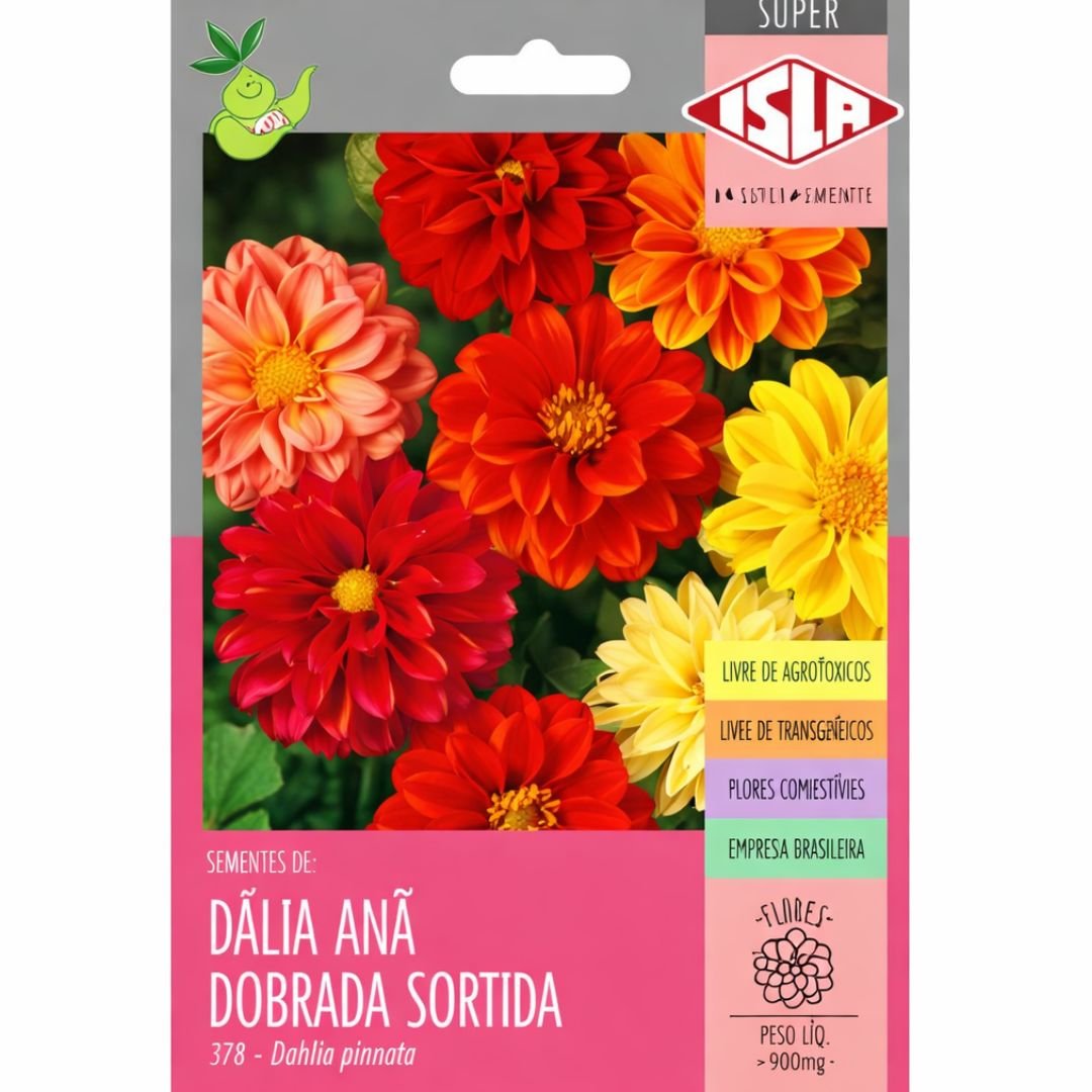 semente de d&aacute;lia dobrada sortida an&atilde; para cultivo ornamental em vasos e jardins