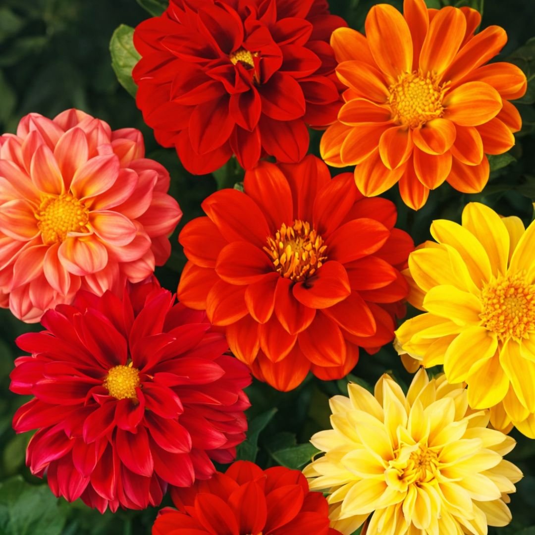 p&eacute; de d&aacute;lia dobrada sortida an&atilde; com flores dobradas e coloridas