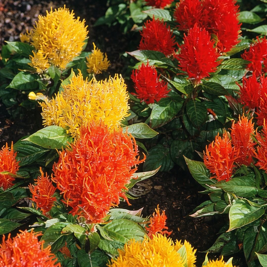 p&eacute; de celosia plumosa sortida an&atilde; rabo de galo com flores coloridas e plumosas