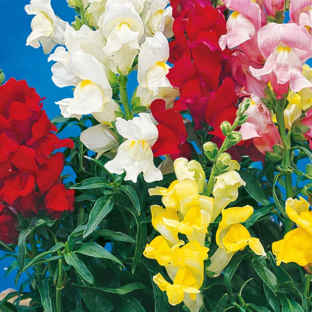 Pé de boca de leão alta sortida ornamental pé de boca de leão com flores vibrantes e altas