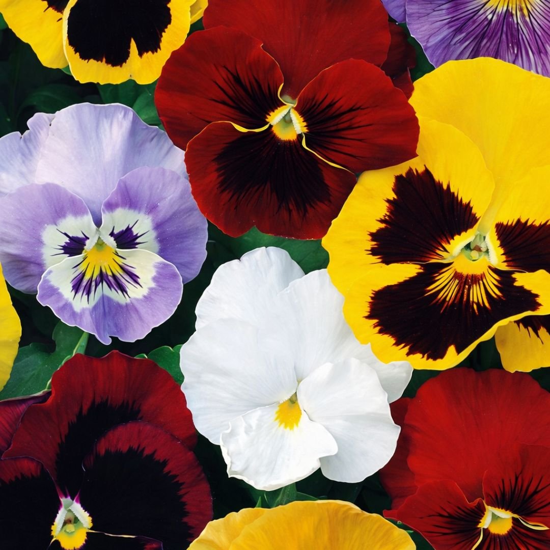 p&eacute; de amor-perfeito com flores grandes e vibrantes