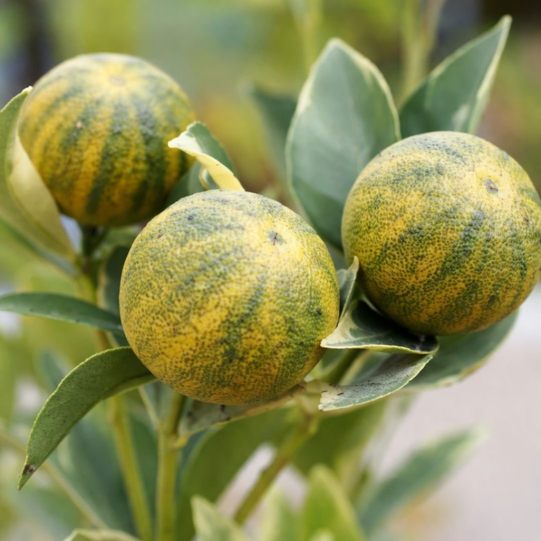 Muda de Laranja Kinkan Variegata