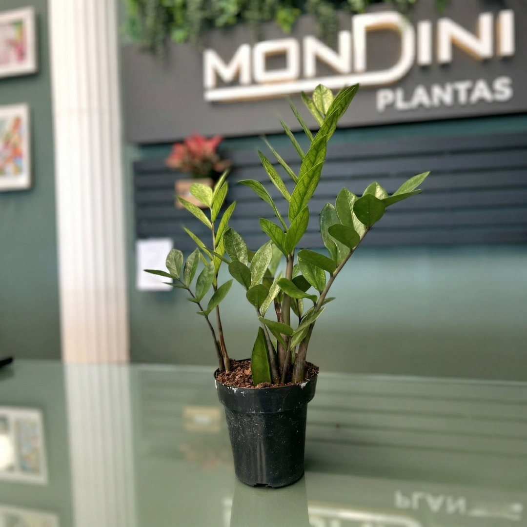 Muda de Zamioculca Chameleon (Zamioculcas zamiifolia) Pronta para Plantio