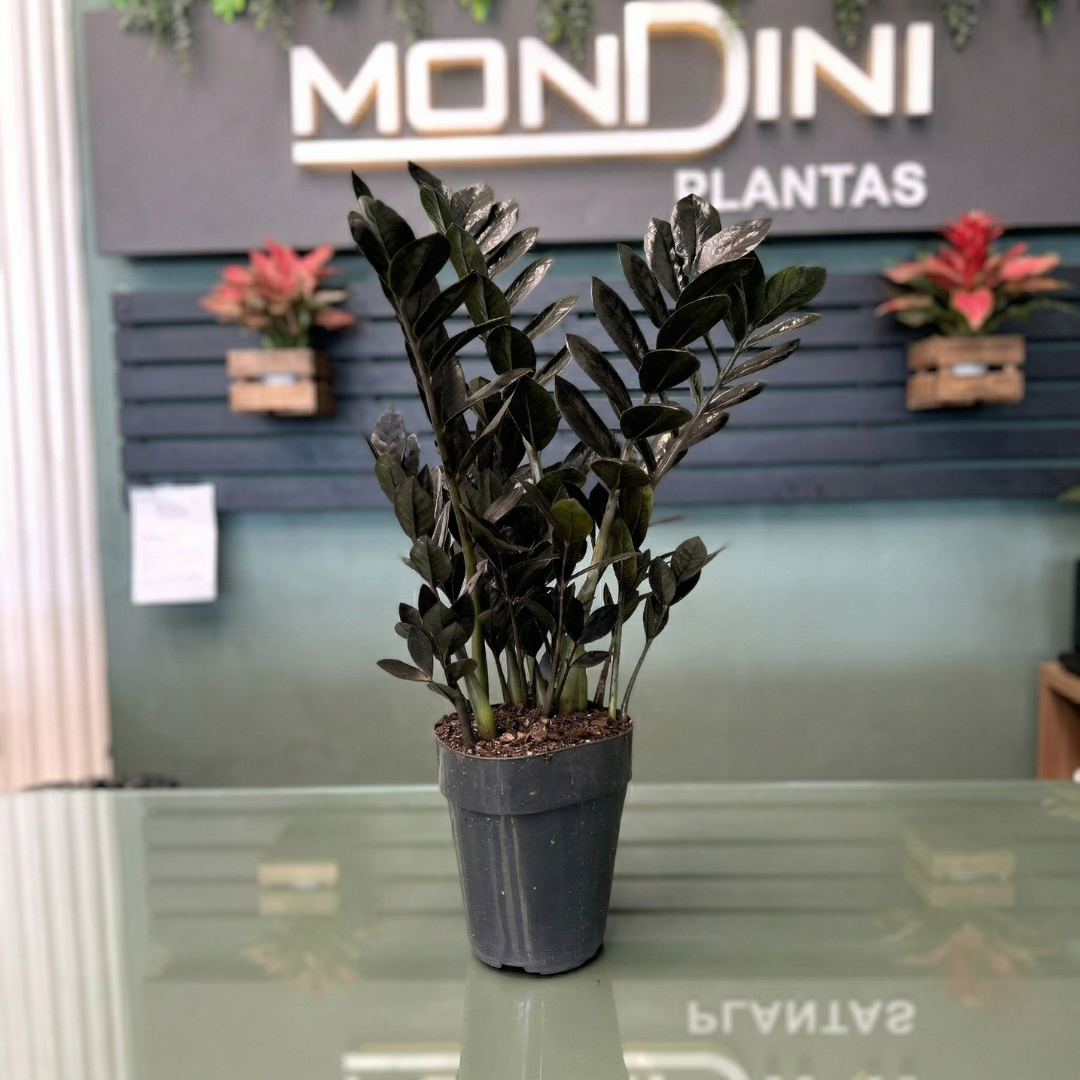 Muda de Zamioculca Black Dowon (Zamioculcas zamiifolia 'Dowon') Pronta para Plantio