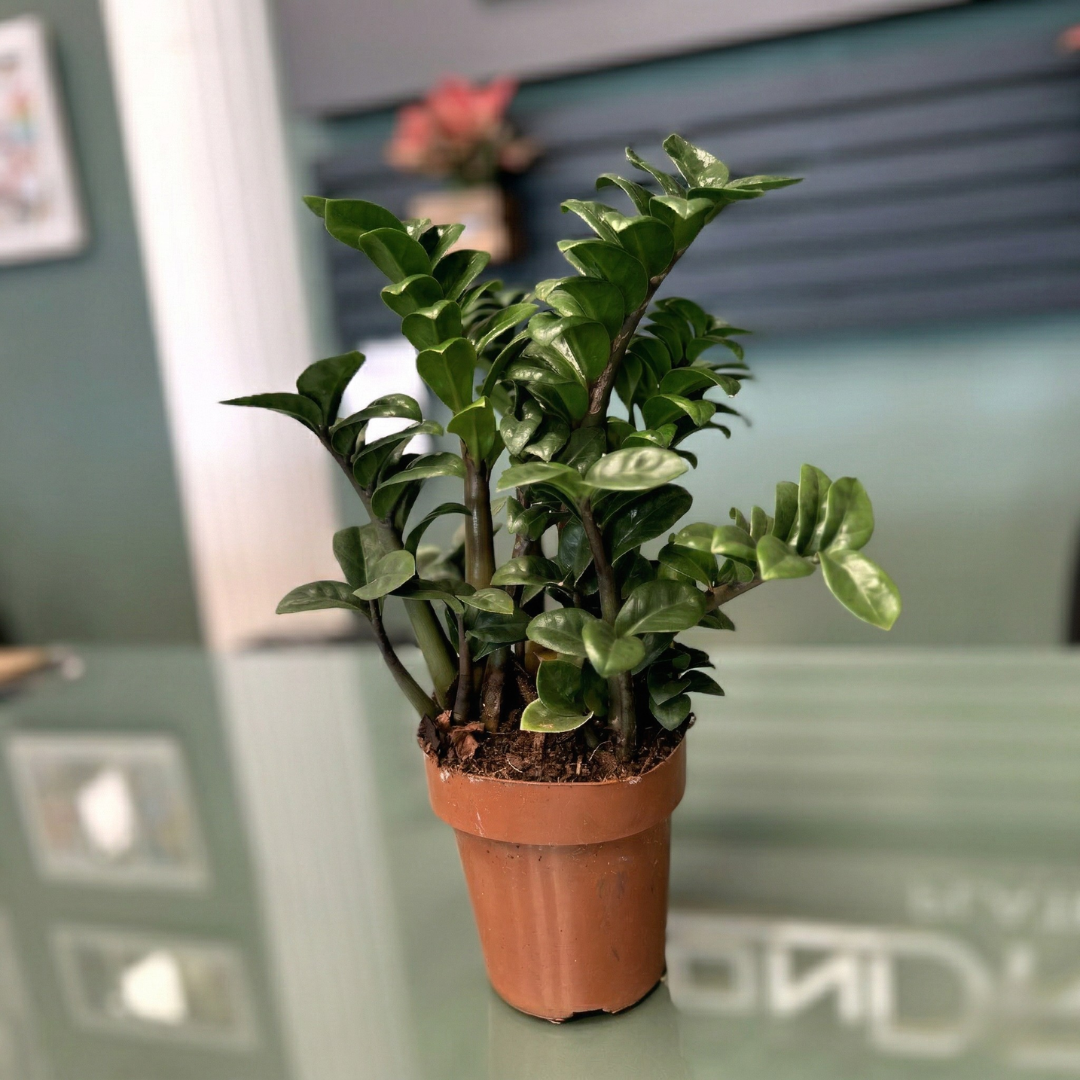 Muda de Zamioculca Zenzi (Zamioculcas zamiifolia) Pronta para Plantio