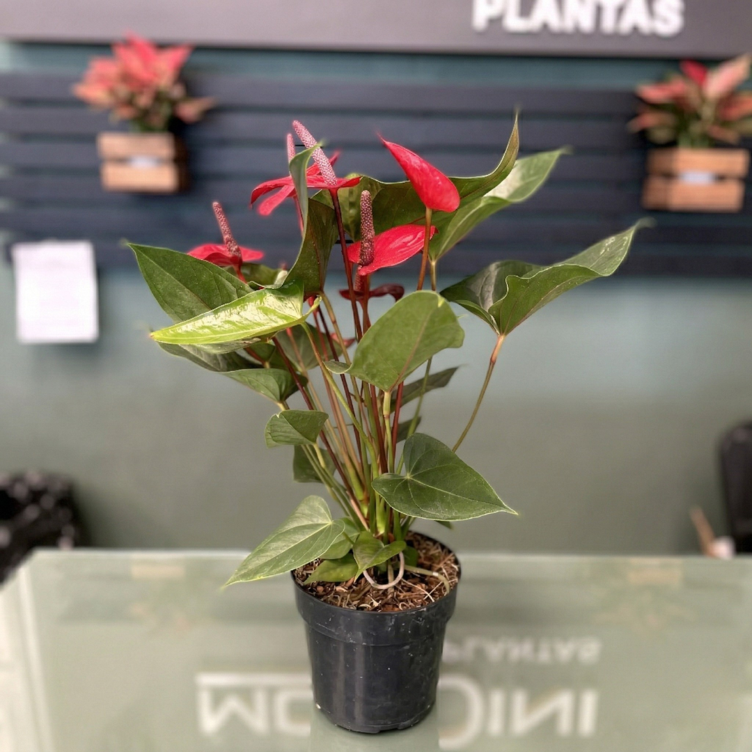 Muda de Antúrio Vermelho (Anthurium andreanum) Pronta para Plantio