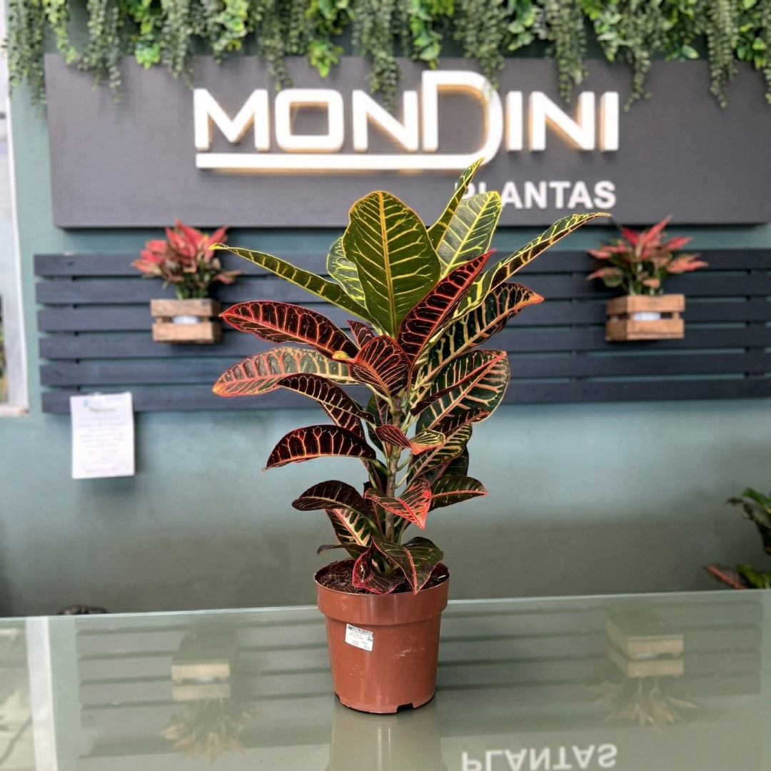 Muda de Croton Petra (Codiaeum variegatum) Brilhante para Plantio
