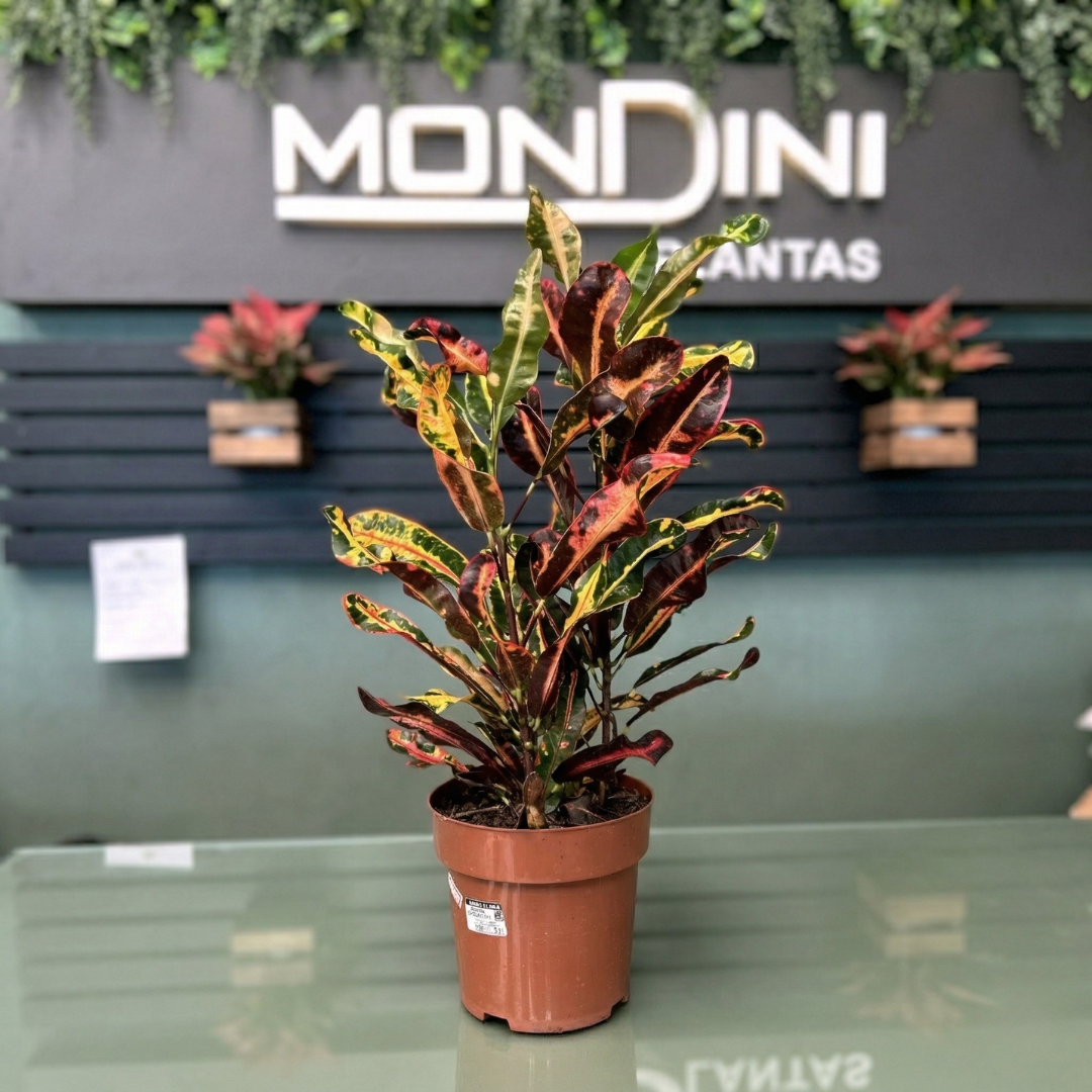 Muda de Croton Mammy (Codiaeum variegatum) para Paisagismo Vibrante