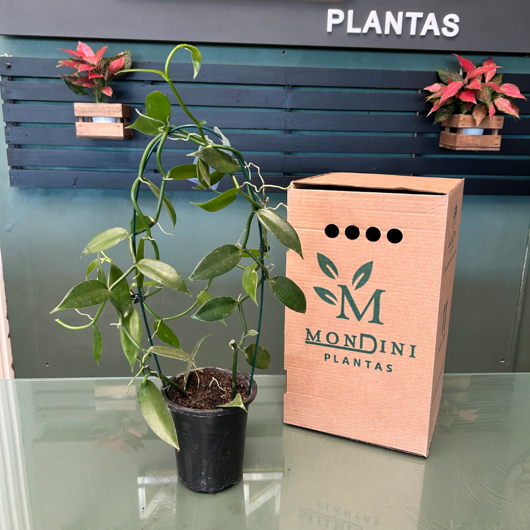 Muda de Orquídea Baunilha (Vanilla planifolia) Legítima para Cultivo