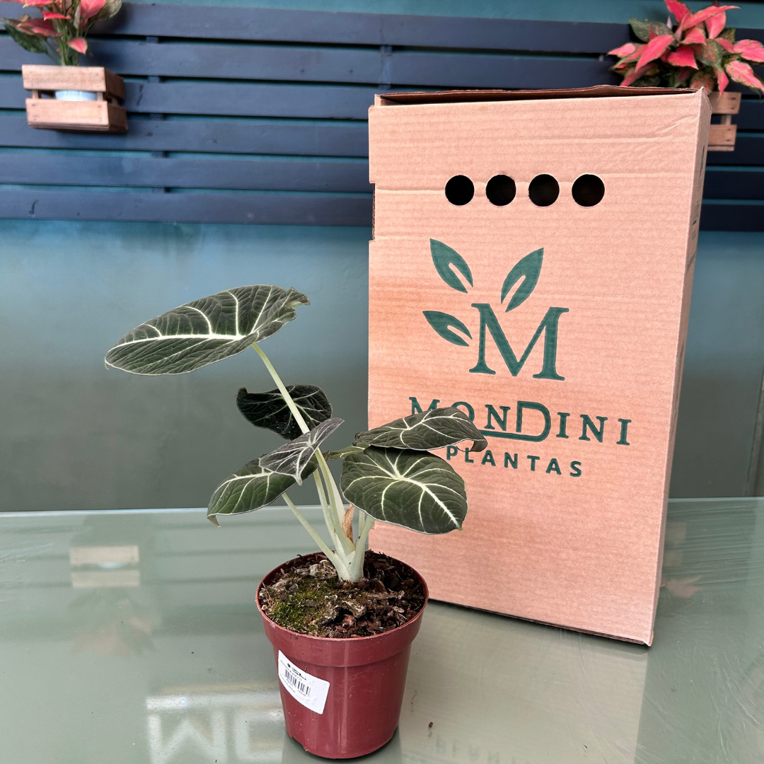 Muda de Alocasia Black (Alocasia x amazonica) para Plantio Fácil